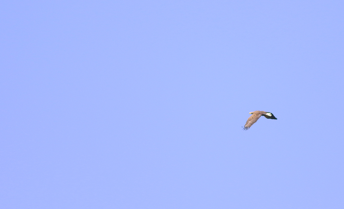 White-tailed Eagle